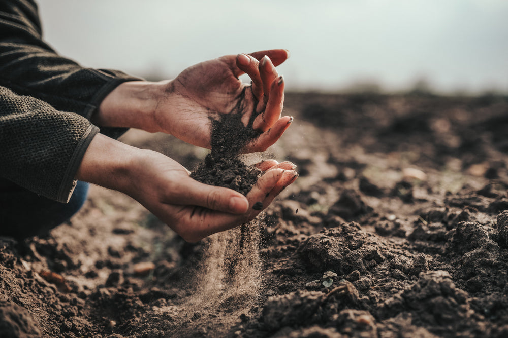  Two cupped hands lifting dark, crumbly soil from a plowed field and letting it sift through the fingers.