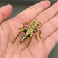 The Golden Messenger miniature brass cricket showing top-down view with antennae and wing detail against a neutral background