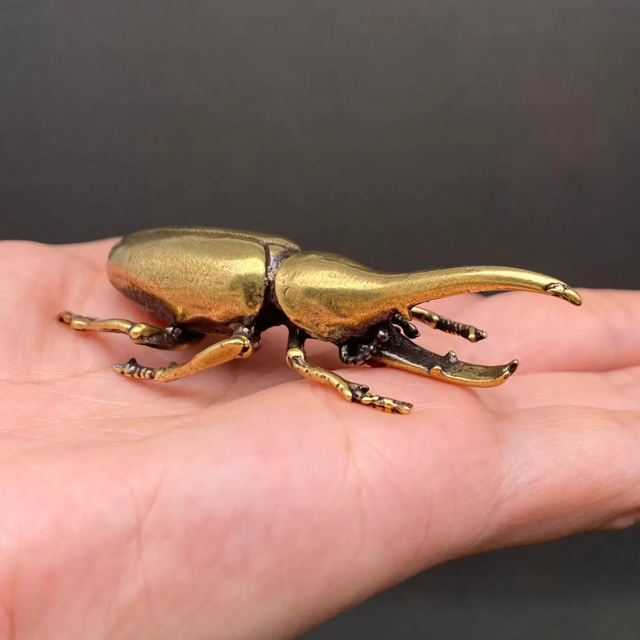 Top-down view of The Powerhouse brass beetle showing the segmented body and splayed legs