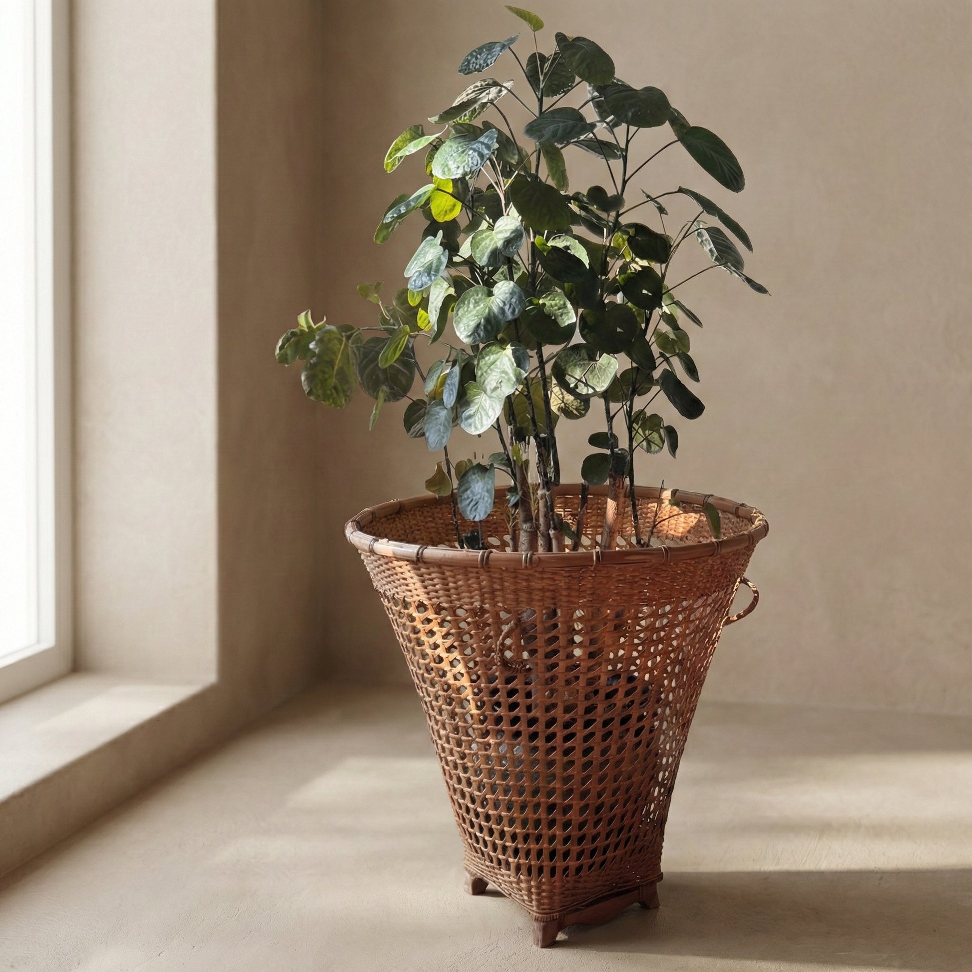 Handwoven cane and bamboo tea leaf basket from Assam India styled with houseplant, handcrafted floor basket, from WILLAGE