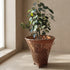 Handwoven cane and bamboo tea leaf basket from Assam India styled with houseplant, handcrafted floor basket, from WILLAGE